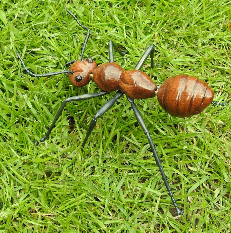 Ant